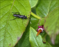 Macrophya trisyllaba
