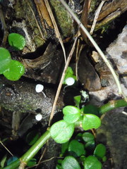 Mycena clavularis