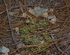 Antennaria suffrutescens