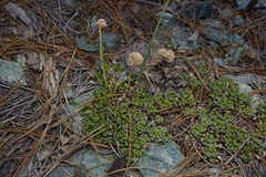 Antennaria suffrutescens
