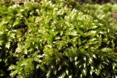 Brachythecium rutabulum