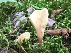 Spathulariopsis