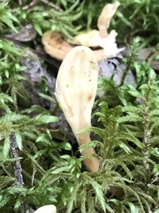 Spathulariopsis