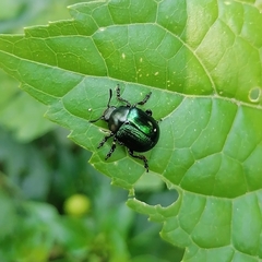 Leptinotarsa haldemani