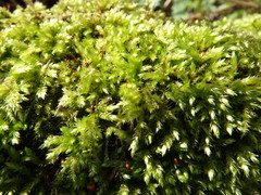 Brachythecium rutabulum