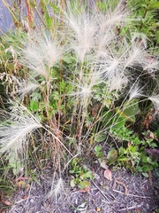 Hordeum jubatum