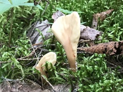 Spathulariopsis