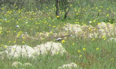 Oenanthe pileata pileata