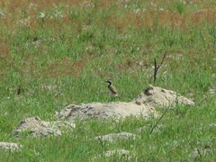 Oenanthe pileata pileata