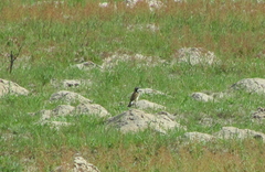 Oenanthe pileata pileata