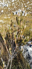 Erica viscaria