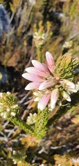 Erica viscaria