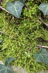 Brachythecium rutabulum