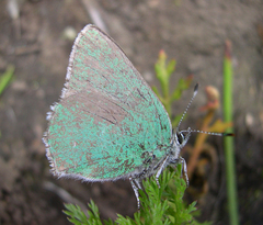 Callophrys affinis