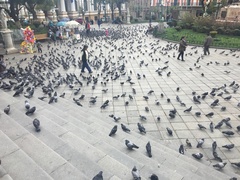 Columba livia domestica