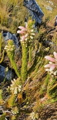 Erica viscaria