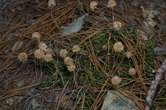 Antennaria suffrutescens