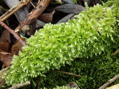 Brachythecium rutabulum