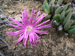 Cephalophyllum curtophyllum