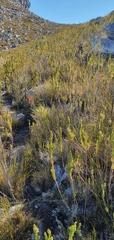 Erica viscaria