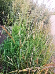 Elymus repens