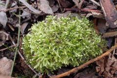 Brachythecium rutabulum