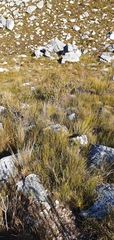 Erica viscaria