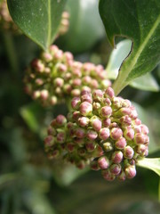 Ilex aquifolium
