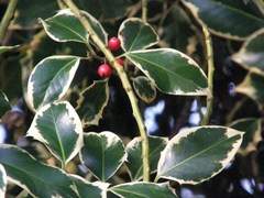 Ilex aquifolium