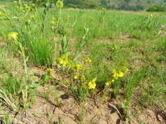 Hermannia sandersonii