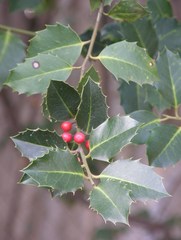 Ilex aquifolium