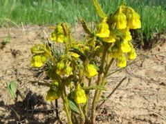 Hermannia sandersonii