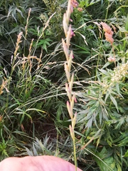 Elymus repens