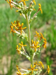 Manulea parviflora