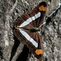 Adelpha iphicleola