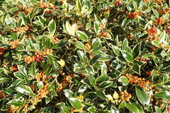 Ilex aquifolium