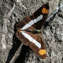 Adelpha iphicleola
