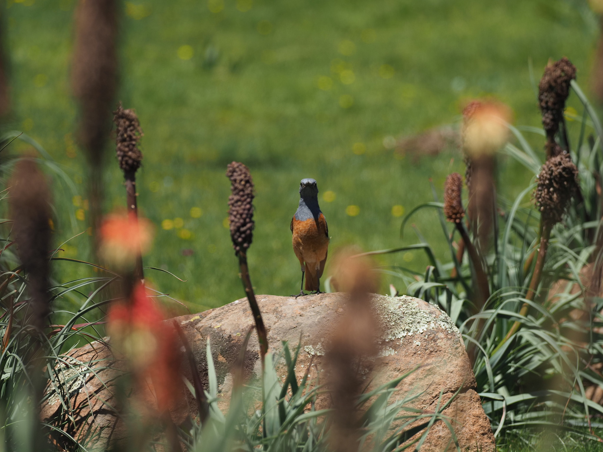 Sentinel Rock Thrush (Monticola explorator)