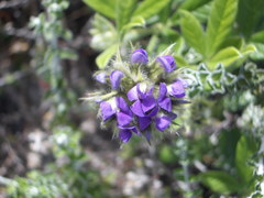 Psoralea sericea