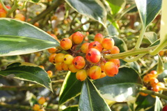 Ilex aquifolium