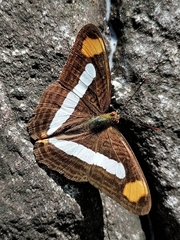 Adelpha iphicleola