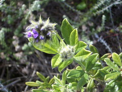 Psoralea sericea