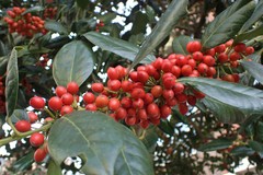Ilex aquifolium