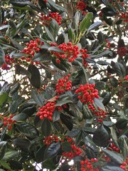 Ilex aquifolium