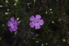 Agalinis filifolia