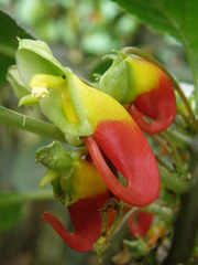 Impatiens niamniamensis