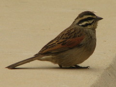 Emberiza capensis capensis