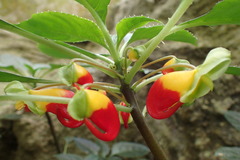 Impatiens niamniamensis