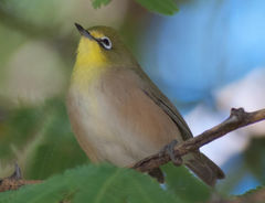 Zosterops pallidus