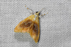 Glaphyria fulminalis